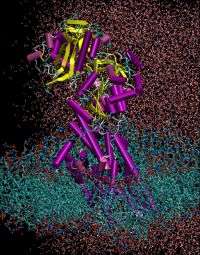 Simulazione delle proteine