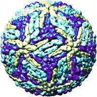 La struttura del virus Dengue