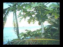 Le palme di Niue