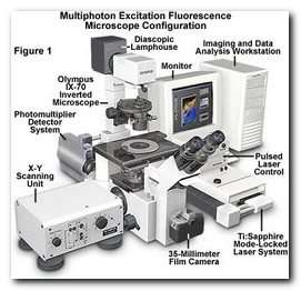 Microscopio multifotonico