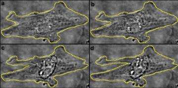 L'attività delle cellule sotto il laser