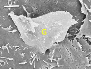 Foglio di grafene e cellula