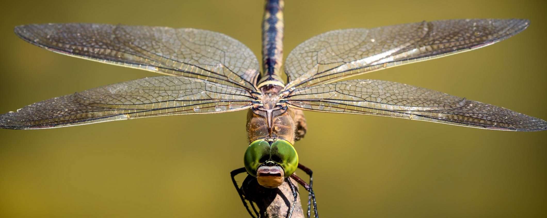 Google non ha abbandonato il progetto Dragonfly?