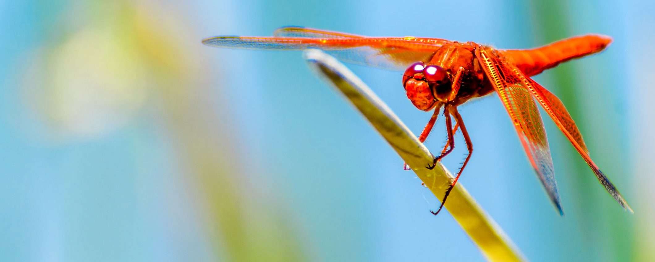 Google: il progetto Dragonfly è stato terminato