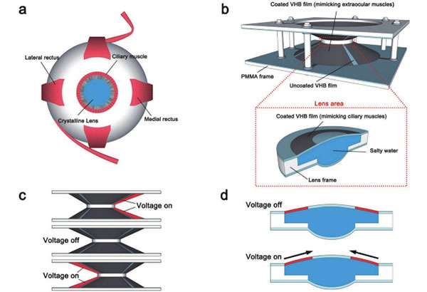 La tecnologia alla base della lente a contatto con zoom incorporato