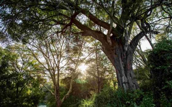 Apple Restore Fund: 200 milioni per le foreste