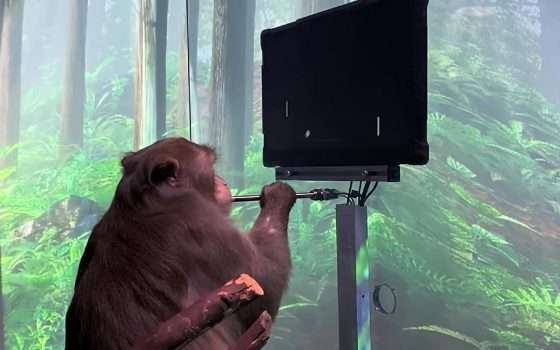 Il macaco gioca a Pong, senza joystick: Neuralink