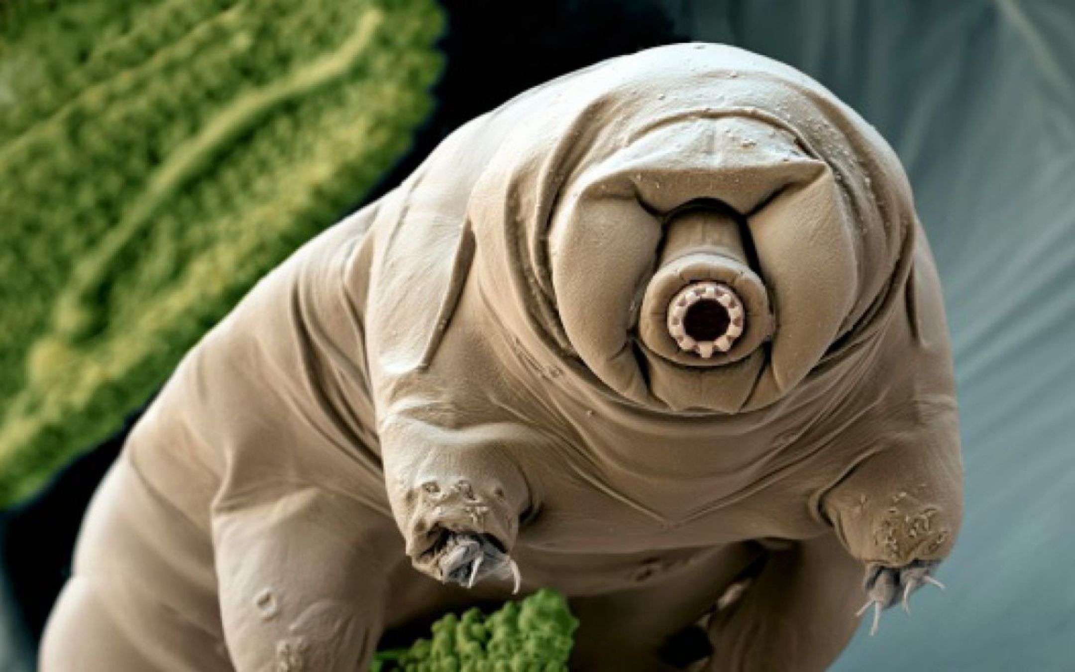 Необычные организмы. Тихоходка криптобиоз. Тихоходка (Tardigrada). Водяной медведь тихоходка. Жук тихоходка.