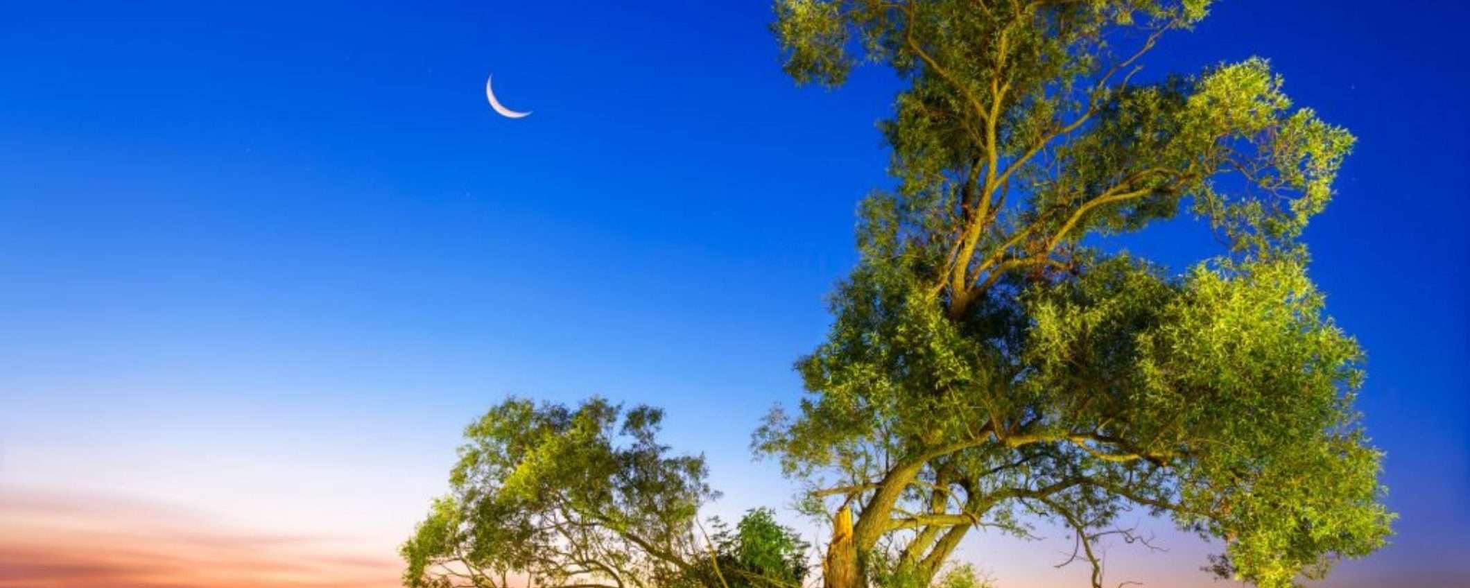 Alberi della Luna: presenti 500 e sono sulla Terra