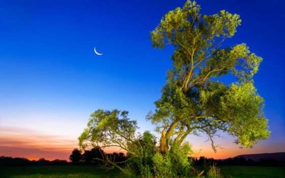 Alberi della Luna: presenti 500 e sono sulla Terra