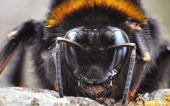 Bumblebee è il nuovo malware del gruppo Conti