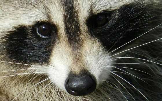 Raccoon Stealer ritorna con una nuova versione