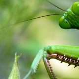 Roaming Mantis: nuovo attacco smishing in Europa