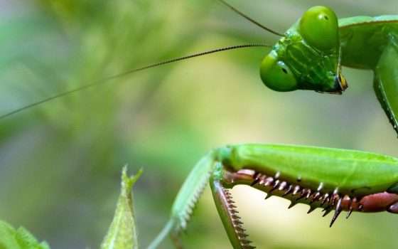 Roaming Mantis: nuovo attacco smishing in Europa