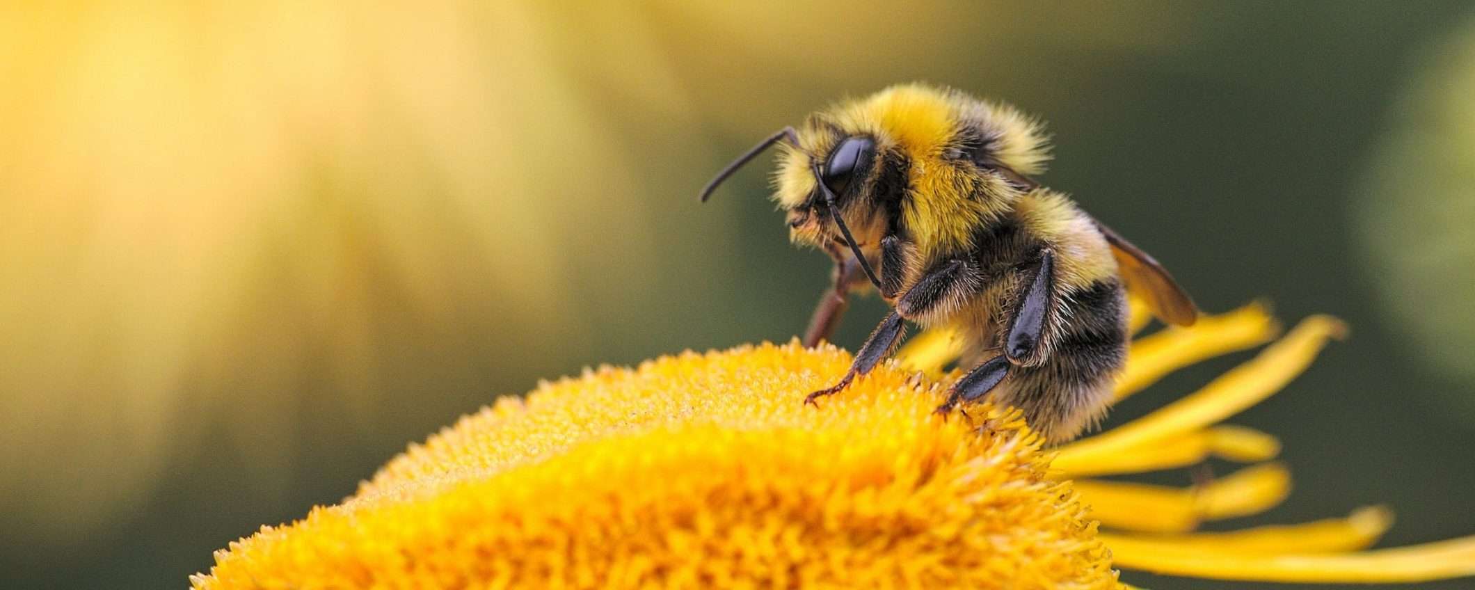 Bumblebee ritorna con una nuova tecnica di infezione