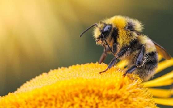 Bumblebee ritorna con una nuova tecnica di infezione