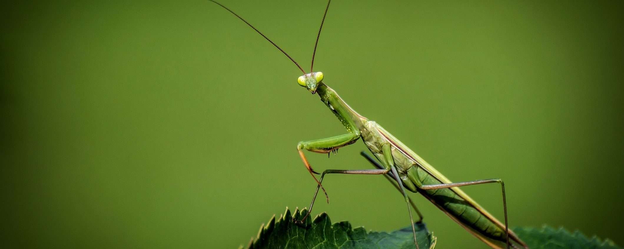 Roaming Mantis può cambiare i DNS del router