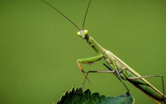 Roaming Mantis può cambiare i DNS del router