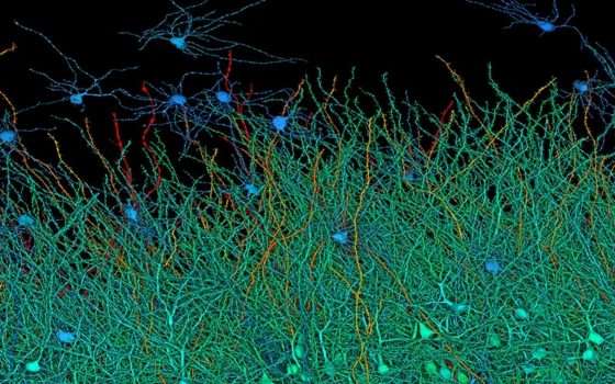 Cervello umano in 3D: le immagini generate dall'AI di Google