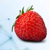 OpenAI: nuovo modello Strawberry in arrivo su ChatGPT