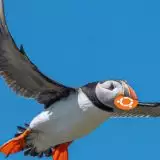 Annunciato Ubuntu 25.04 Plucky Puffin