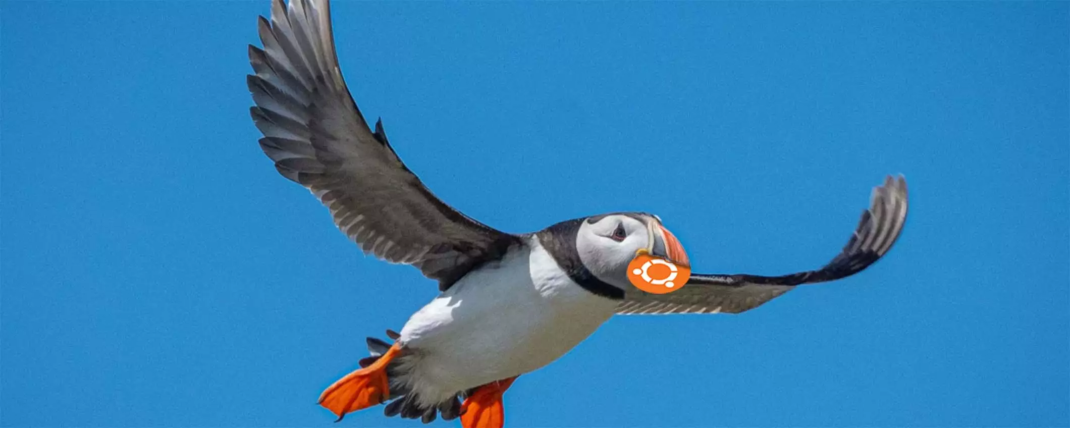 Annunciato Ubuntu 25.04 Plucky Puffin